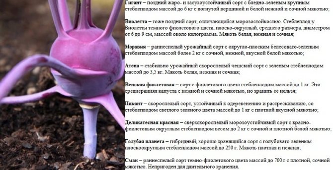 Лучшие сорта кольраби