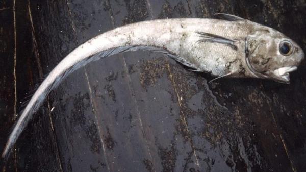 Макрурус – что за рыба, рецепты приготовления