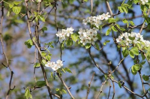 На, каком расстоянии друг от друга сажать груши для опыления. 7 правил выбора опылителя