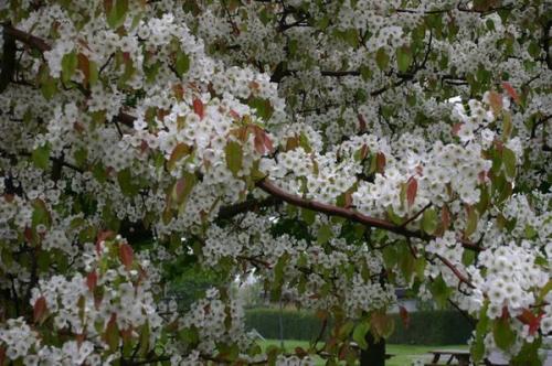 На, каком расстоянии друг от друга сажать груши для опыления. 7 правил выбора опылителя