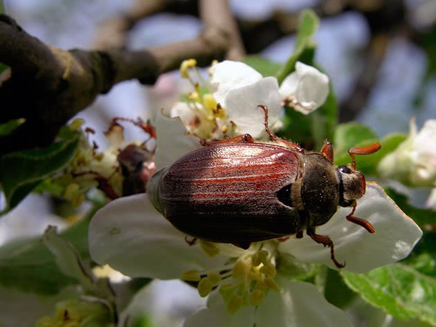Народные средства против майского хруща