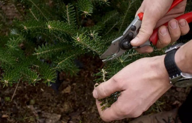 Обрезка пихты