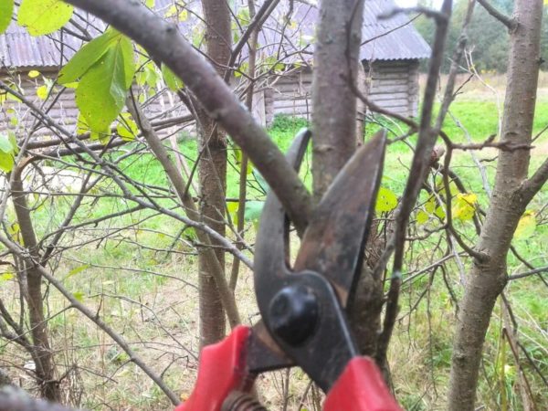 Обрезка сливы весной