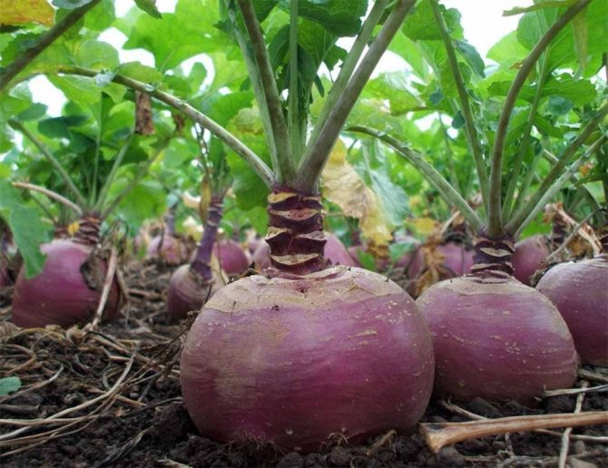 Описание брюквы