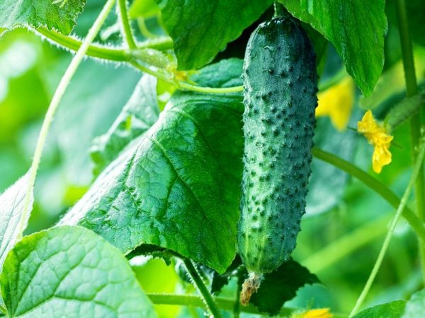 Особенности выращивания огурца Гармонист