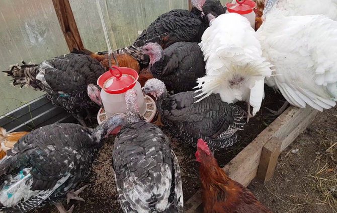 Освещение в пичнике