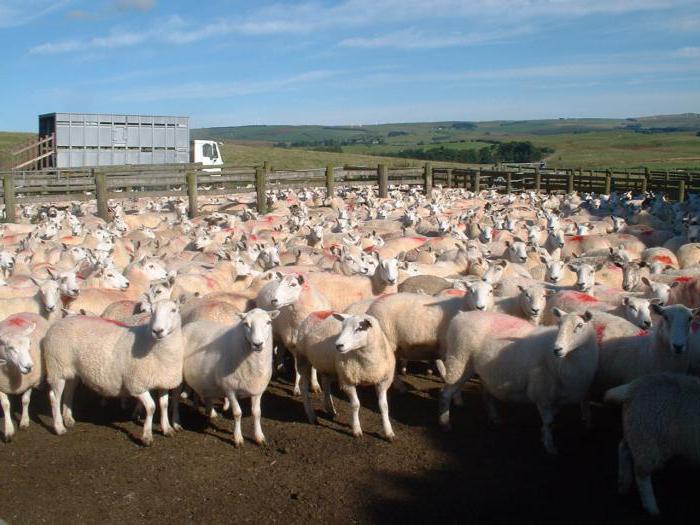 отара определение