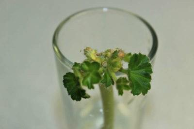 Отличия от глоксинии