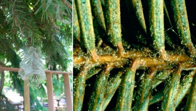 Паутинный клещ на пихте