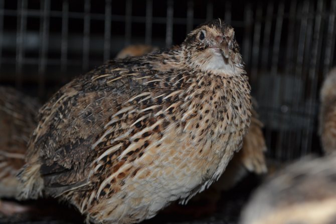 Перепел породы фараон