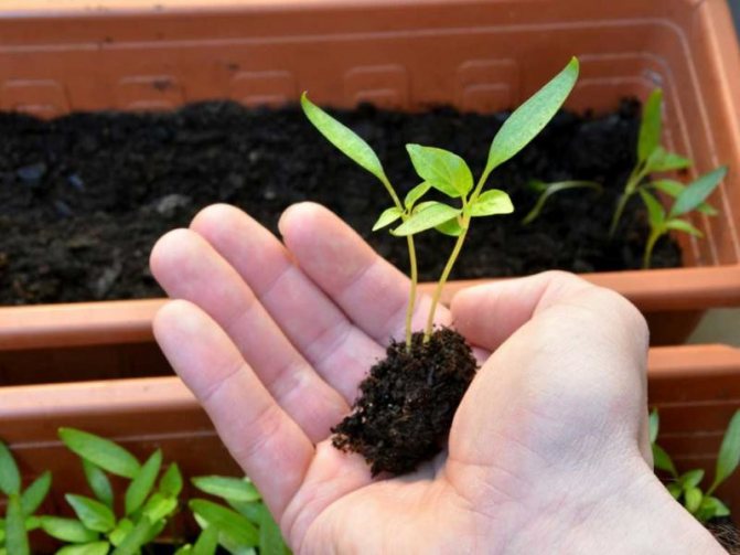 Пересадка перца