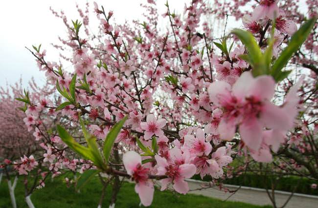 Персик сорта «Кремлевский» характеризуется средней устойчивостью к засухе