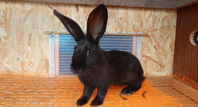 Пестрый великан