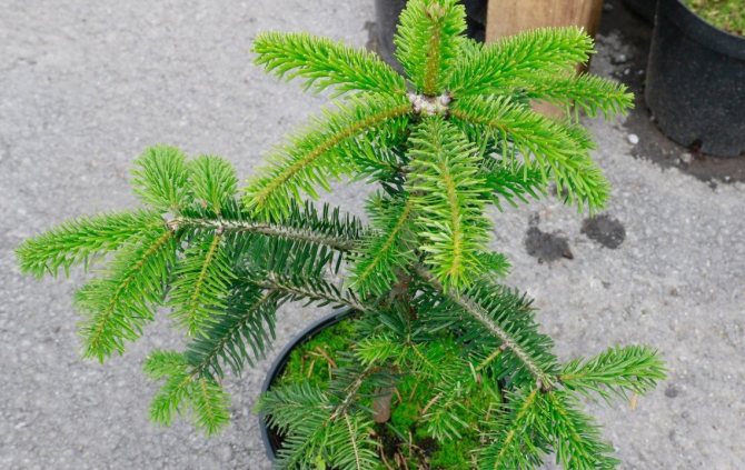 Пихта Боржоми