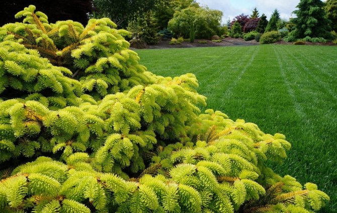 Пихта Голден Спайдер