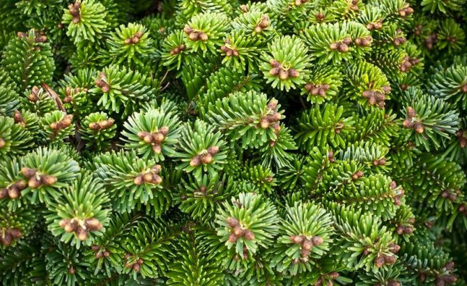 Пихта Hunnewell