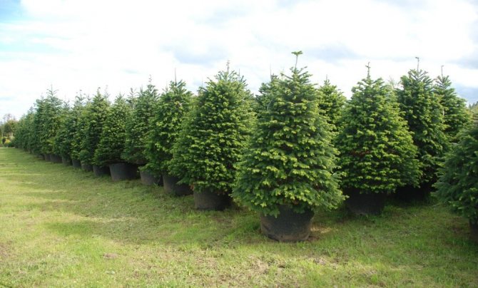 Пихта Нордмана