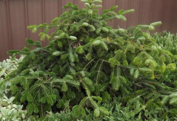 Пихта Пендула