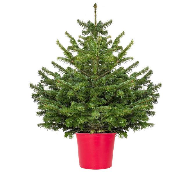 Пихта в горшке
