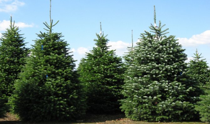 Пихта Ядвига