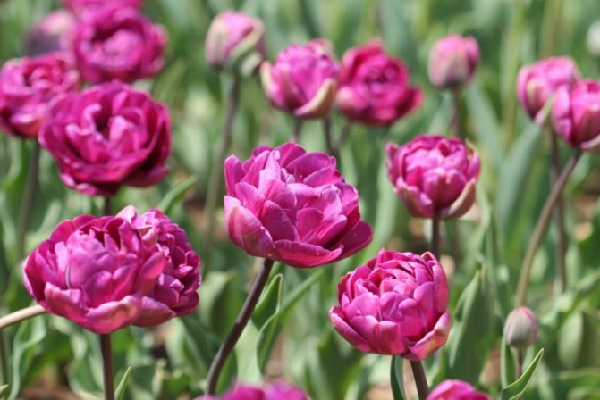 Пионовидные тюльпаны: описания сортов, особенности ухода и выращивания