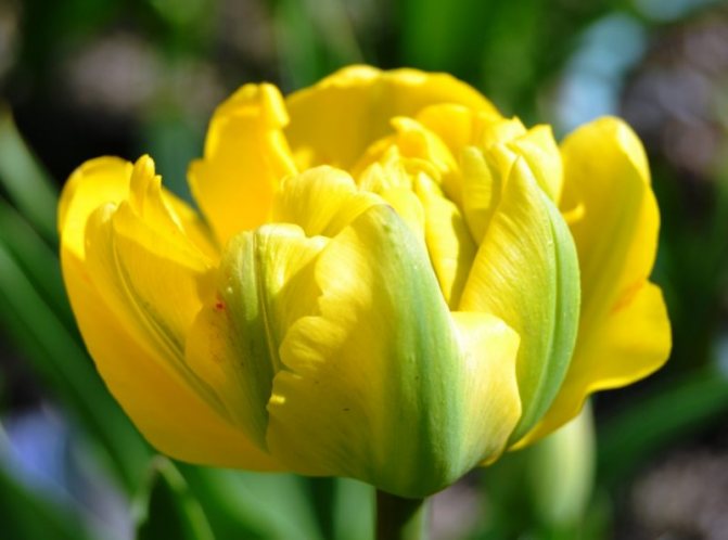 Пионовидные тюльпаны: описания сортов, особенности ухода и выращивания