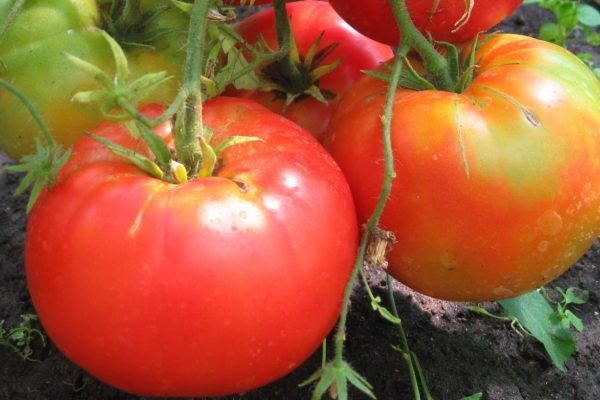 Плюсы и минусы сорта