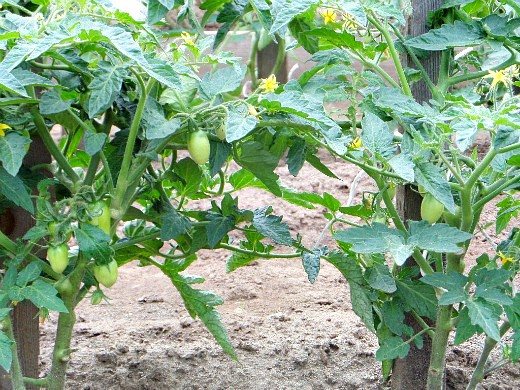 почему на томатах в открытом грунте опадают цветки