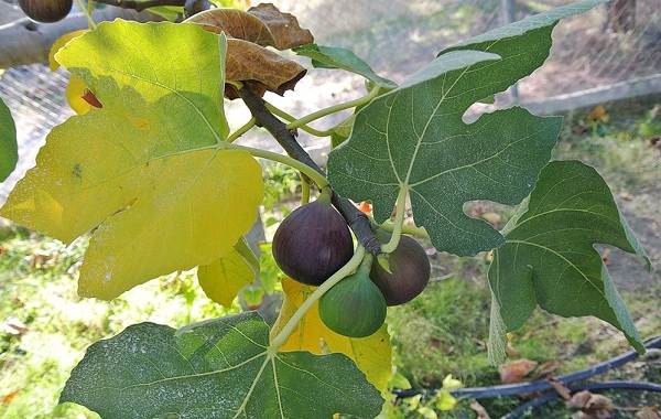 Почему-опадают-плоды-фруктовых-деревьев-и-что-делать-чтобы-спасти-урожай-11