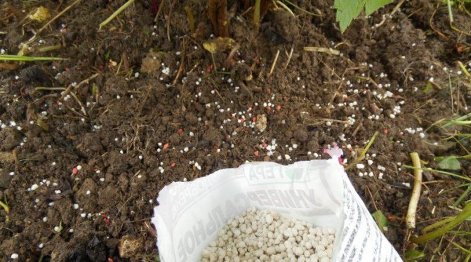 подкормка смородины