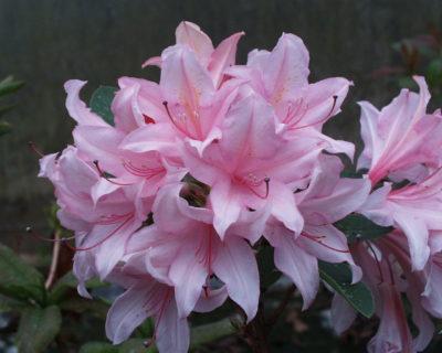 Подробное описание