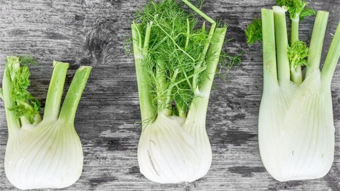 Полезные свойства корня укропа и его лечебное применение