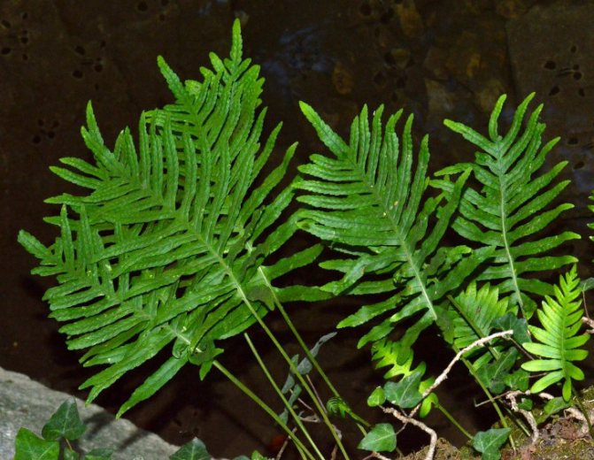 Полиподиум батистовый, или южный (Polypodium cambricum). © naturgucker