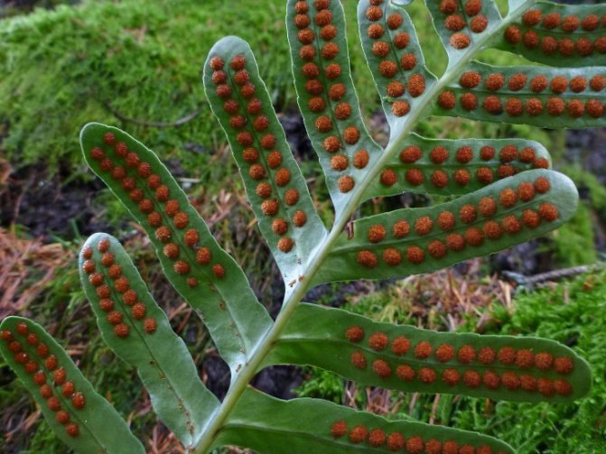 Полиподиум Скулера (Polypodium scouleri). © randomtruth