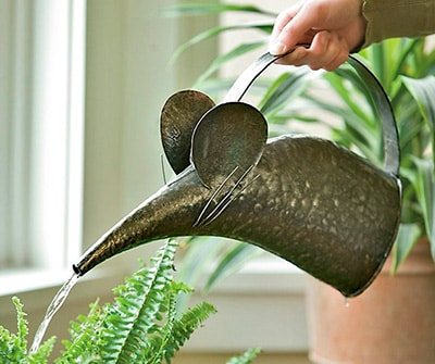 полив-цветов-фото