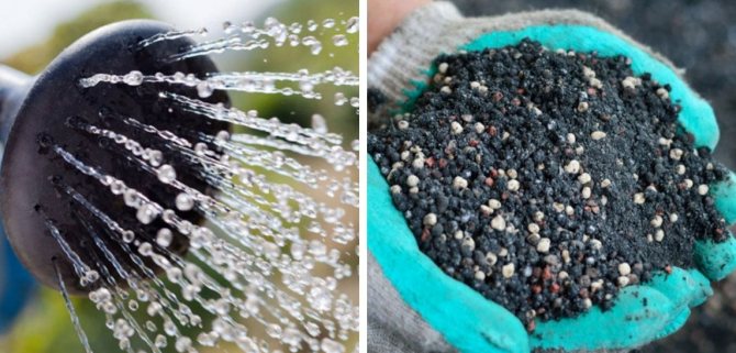 Полив и подкормка пихты