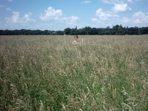 Полтавский кострец вырастает почти в человеческий рост