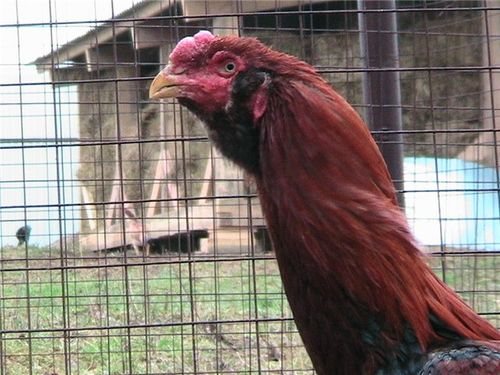 Порода Лари