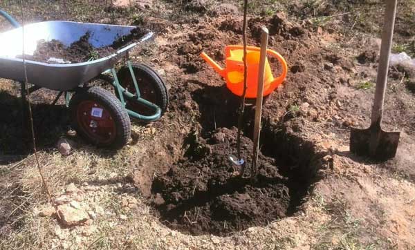 посадка груши