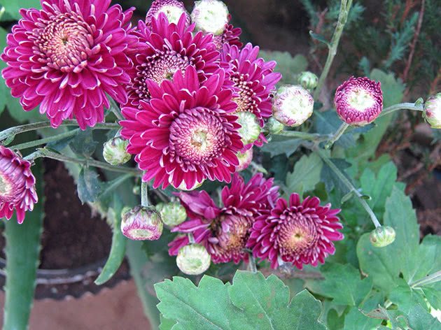Посадка и уход за хризантемой в домашних условиях