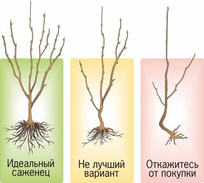 Посадка колоновидной груши: советы по выращиванию урожайных сортов