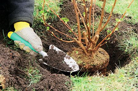 посадка куста