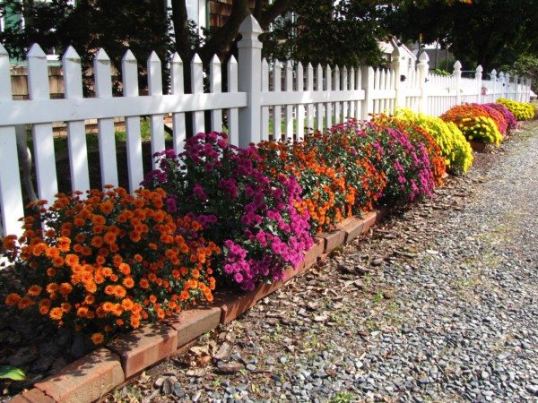 посадка многолетних хризантем в открытый грунт