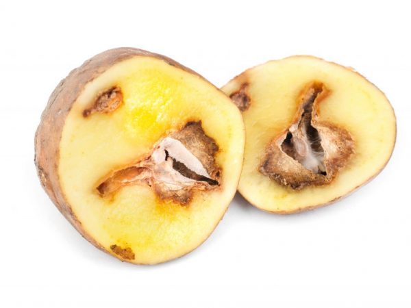 Причиной болезни может стать повышенная влажность