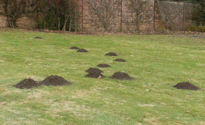 Признаки крота – выброшенная на поверхность земля в виде холма, мешающая работать на участке.