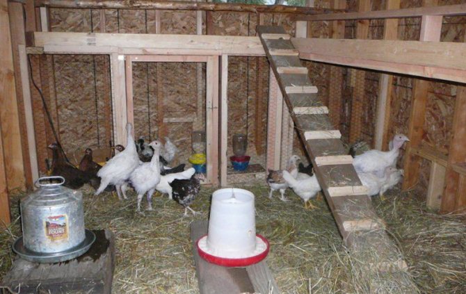 Птичник для индюков