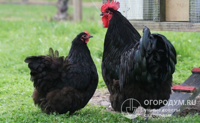 Птицы созданной породы имели черно-смоляной окрас перьев, признанный «классическим»