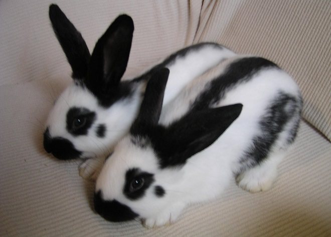 Пятна на морде расскажут о породистости