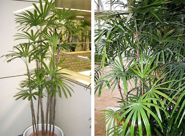 Рапис высокий