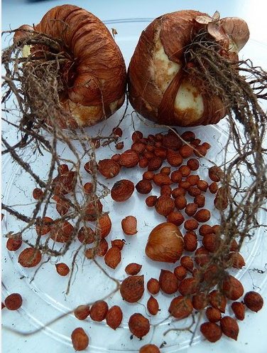 Размножение ацидантеры детками